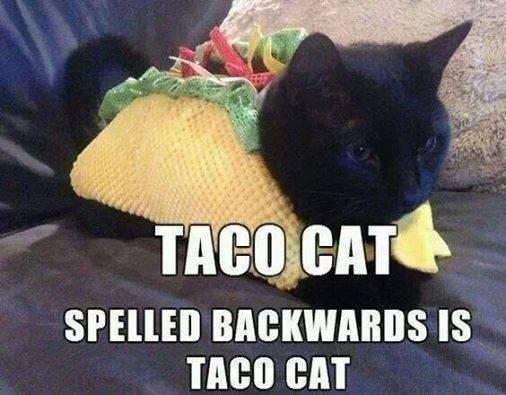 Taco caaaat!