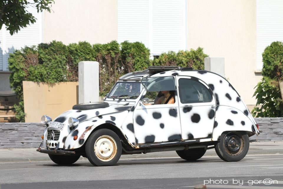 Dalmatinac u Zagrebu