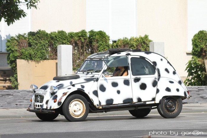 Dalmatinac u Zagrebu
