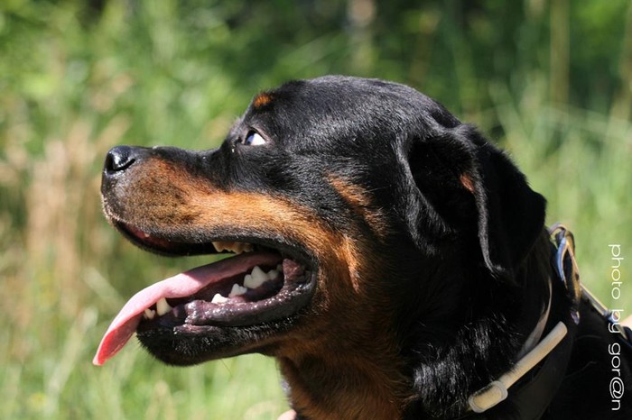 rex