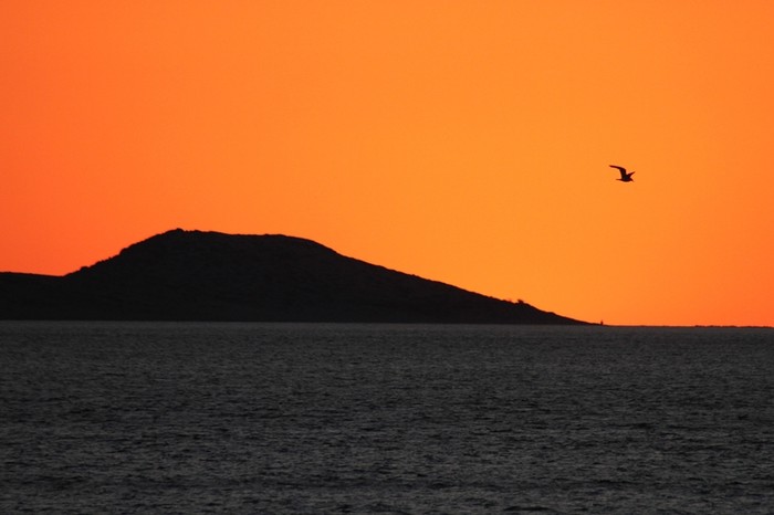 galeb u sutonu