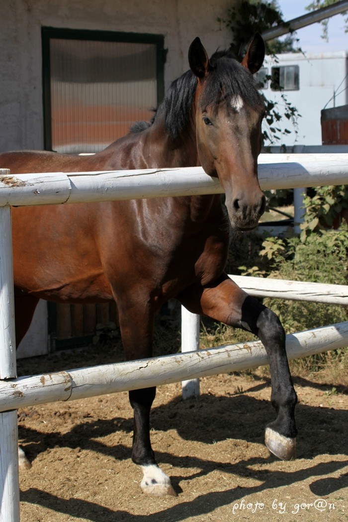 frajer