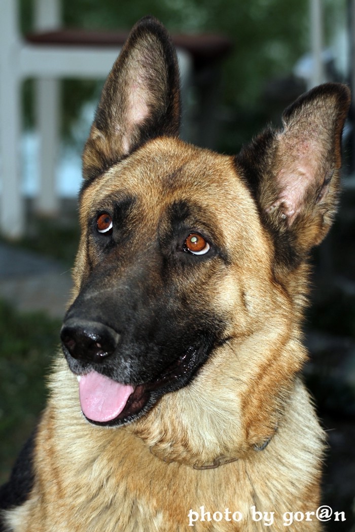 Sara