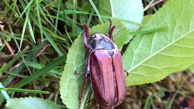 Najveće bube na svijetu