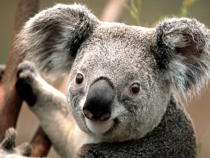 Jako sretna koala