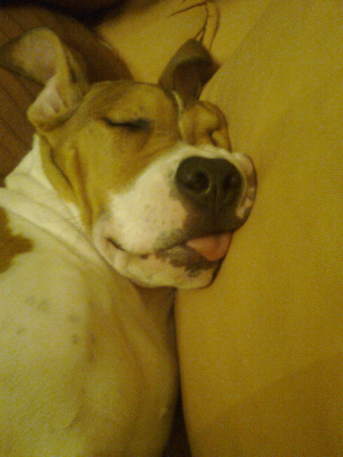 uspavana ljepotica :D