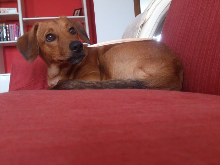 Balto - fotomodel :)