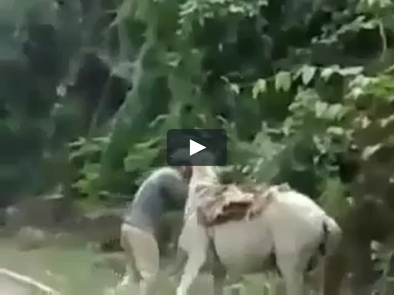 drunk man & horse
