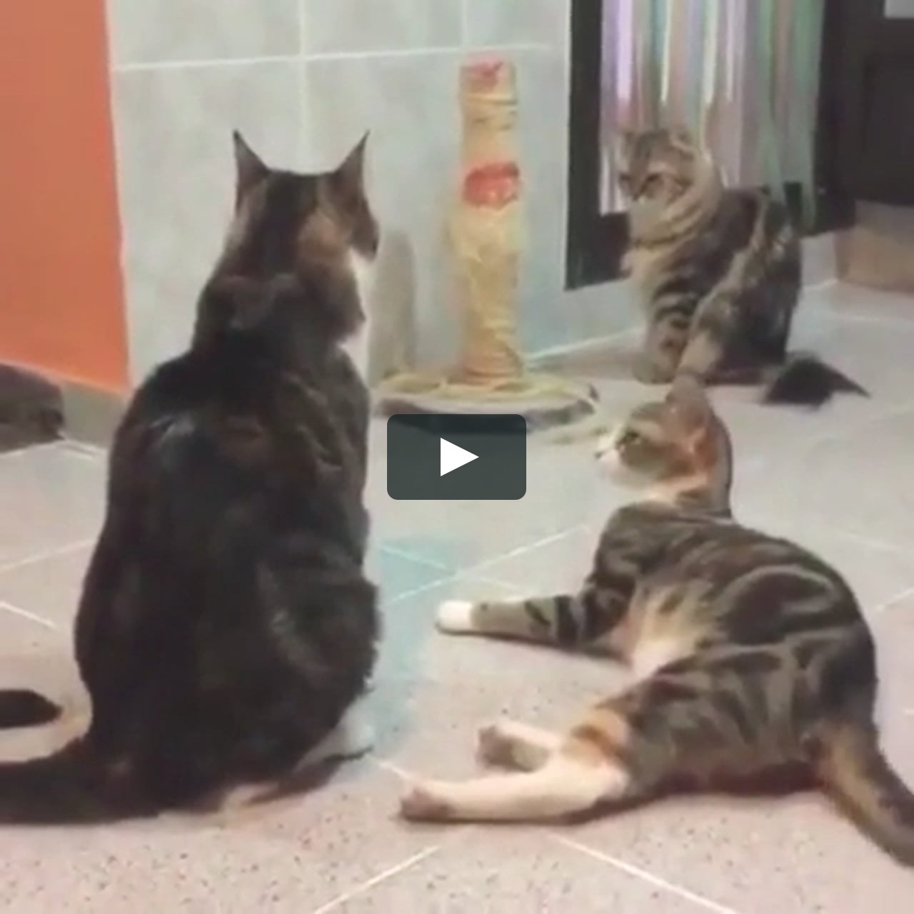 cat, cat...cat...fijuuuuu