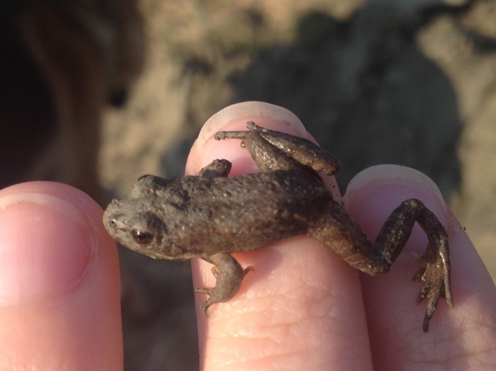 little frog