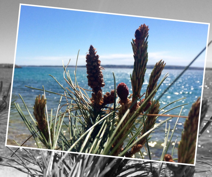 pine + sea + sun
