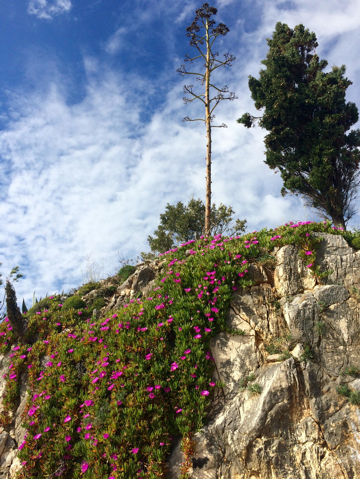 Dalmatia spring