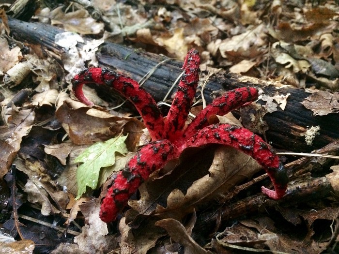 clathrus archeri