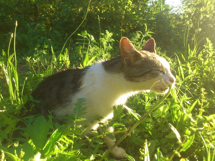 Pavo