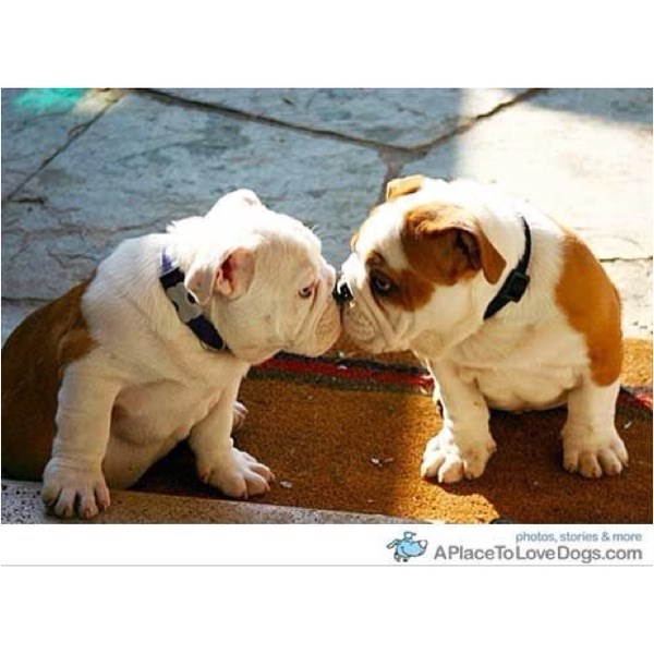 Pusa na pasji način :)