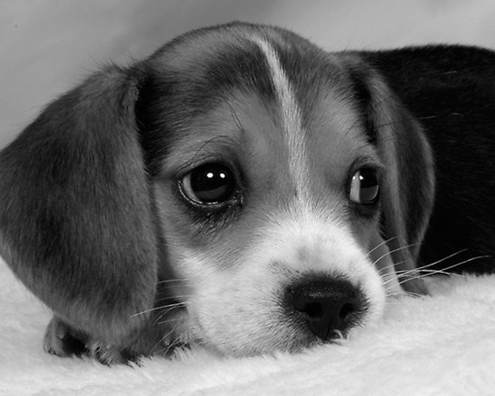 Preslatka Beagle beba