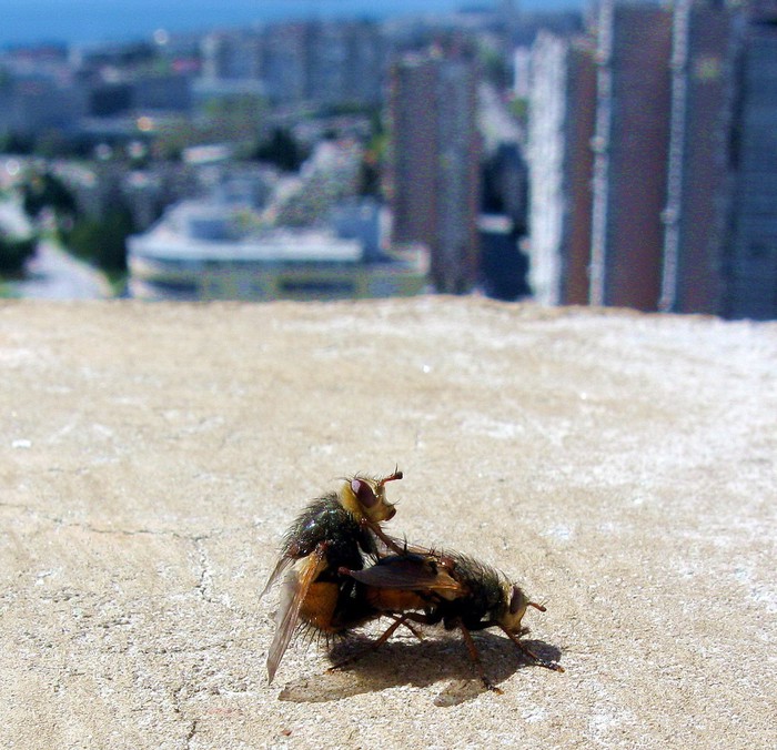 Sex and the city
