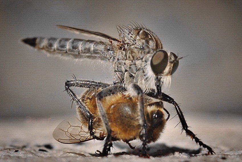 Ubojstvo jedne pčele