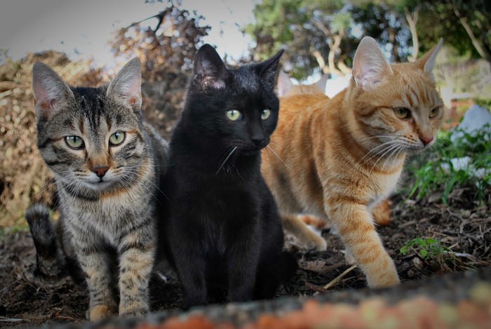 Trio fotogenikus