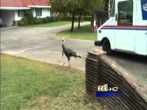 Purica ubojica napala ženu, horor snimljen kamerom