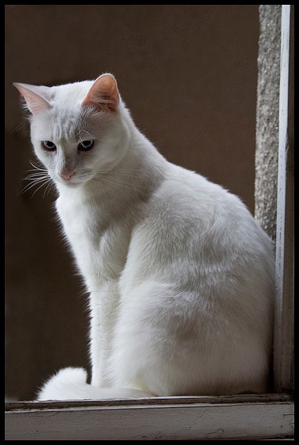 Grudica pozira sa stilom