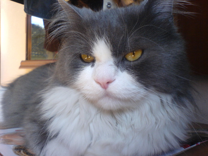 tomy