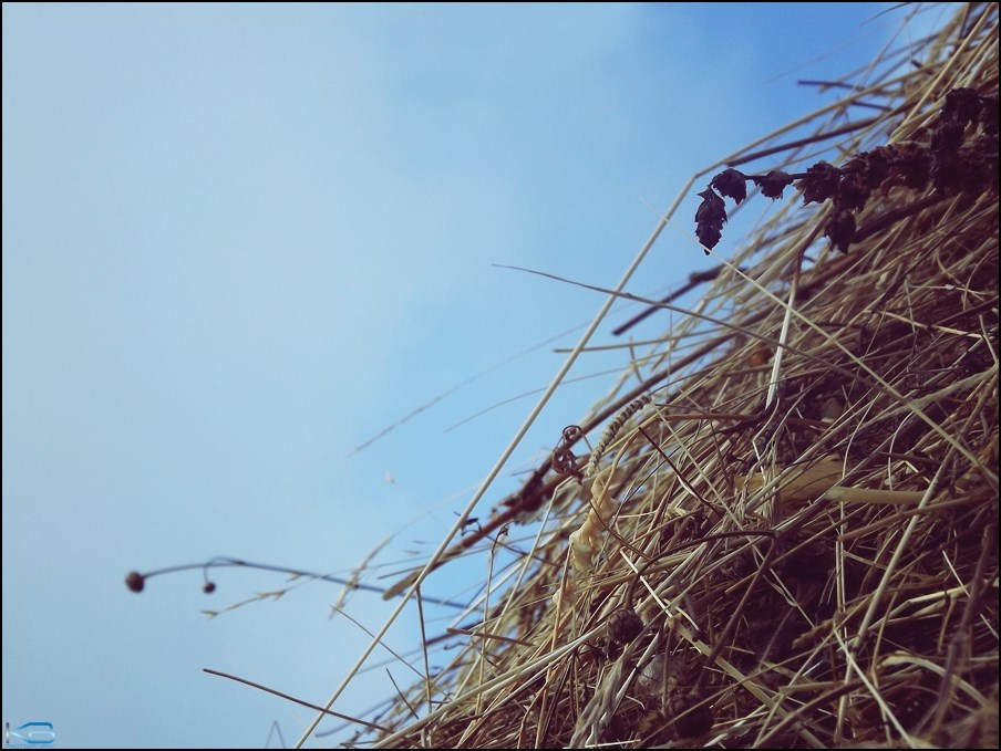 Ljeto na seoski način