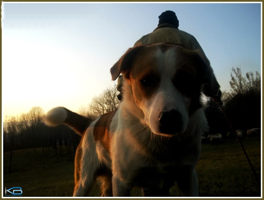 Pas je čovjekov najbolji prijatelj