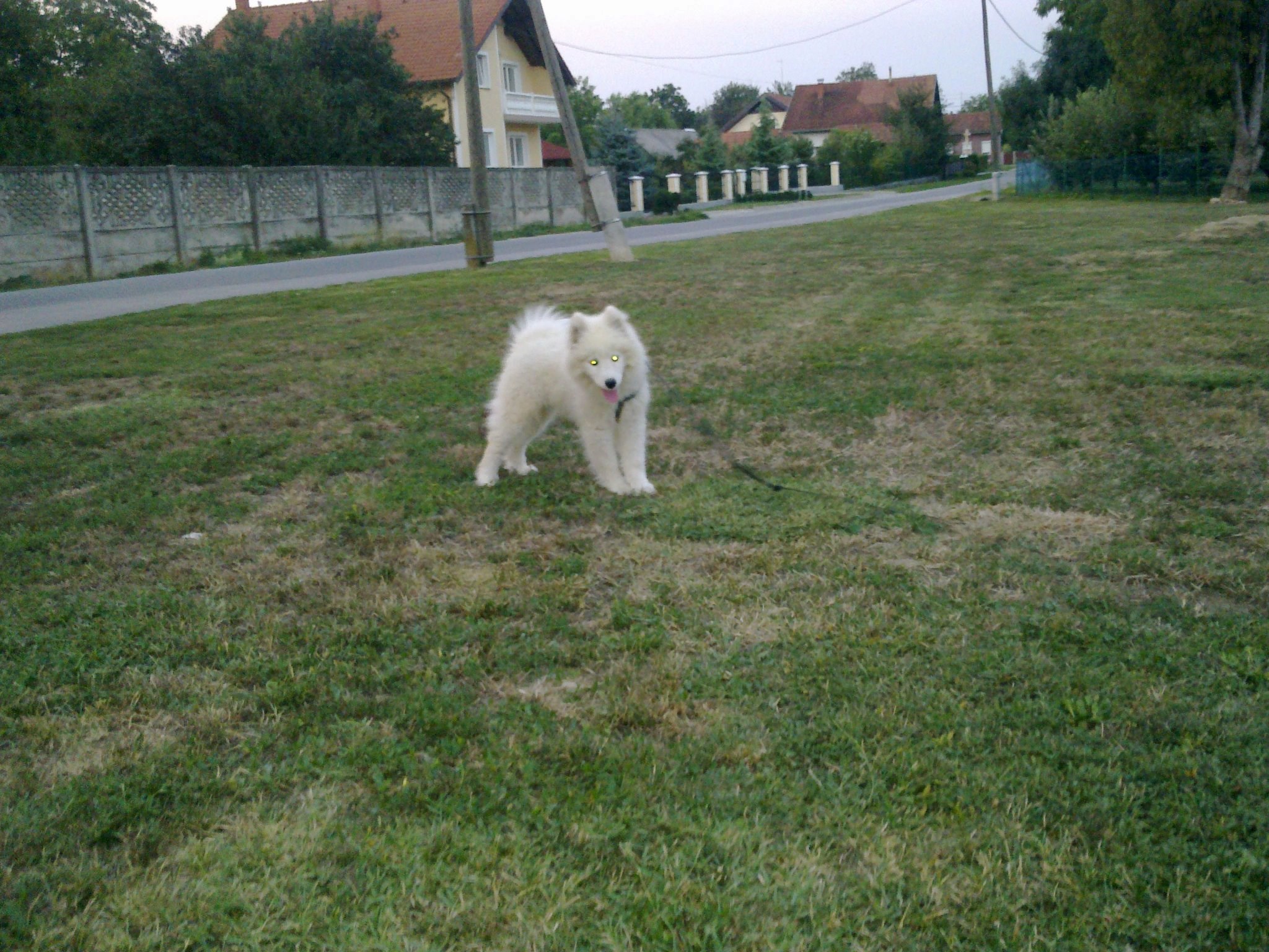 Memo uživa na livadi