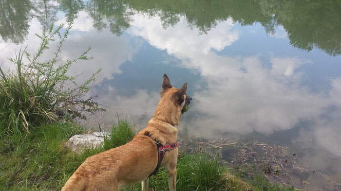 Refleksija
