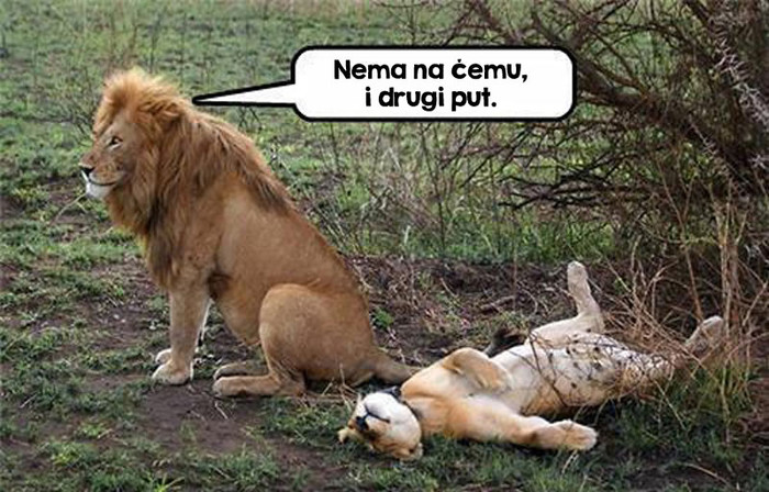 Zato je kralj