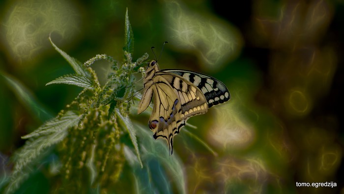 Butterfly