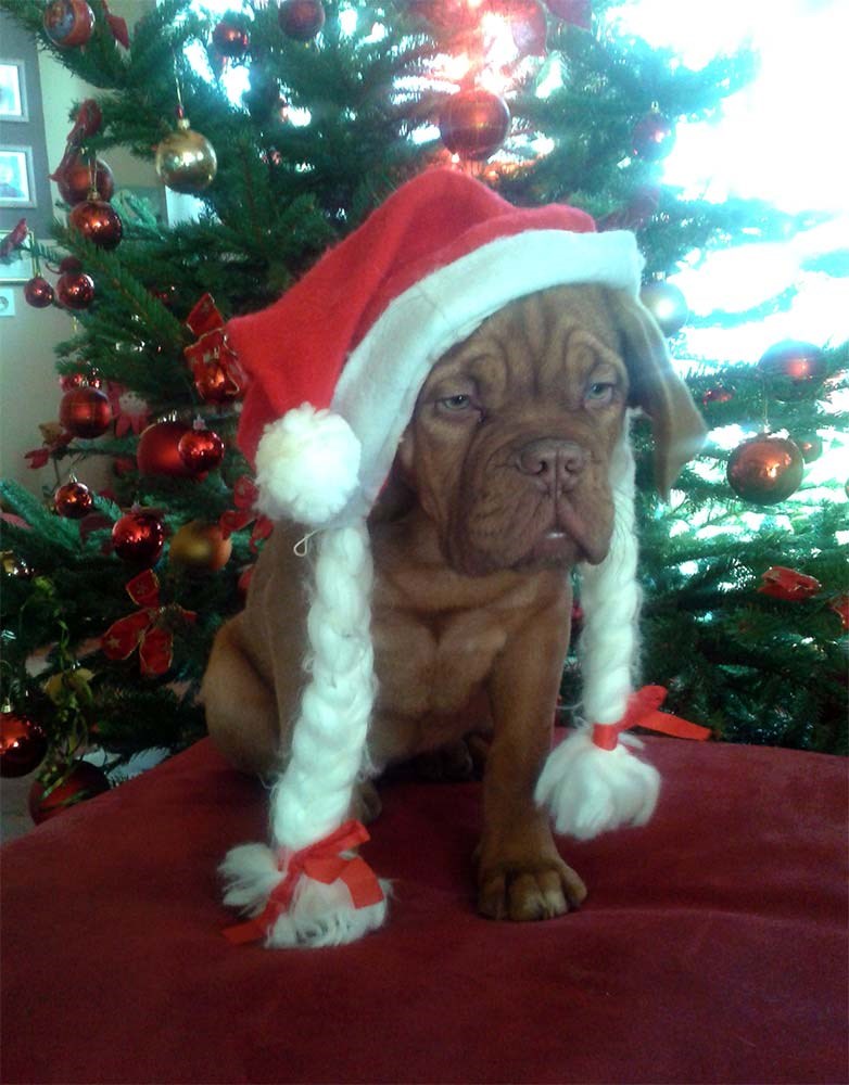 Inocentia Bordomax farm