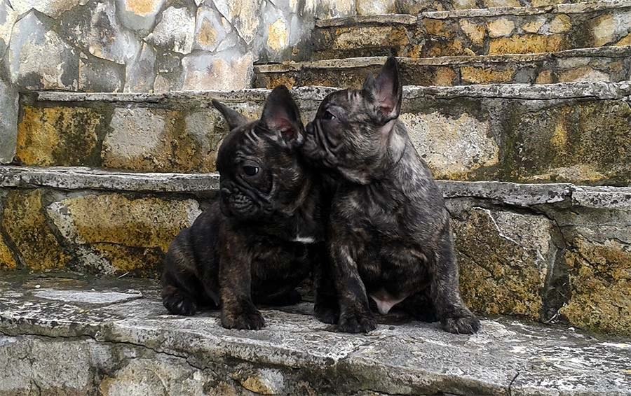 Bordomax bebe Francuski buldozi