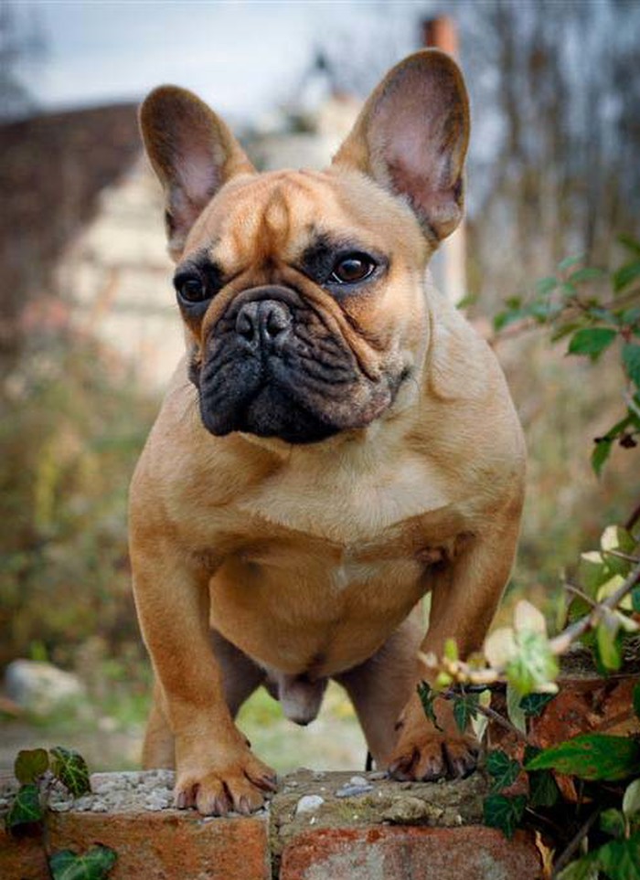 bodyguard