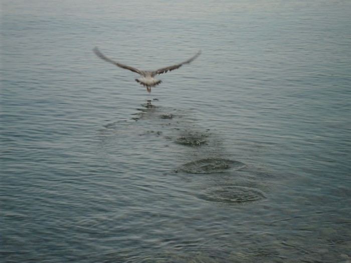 Galeb