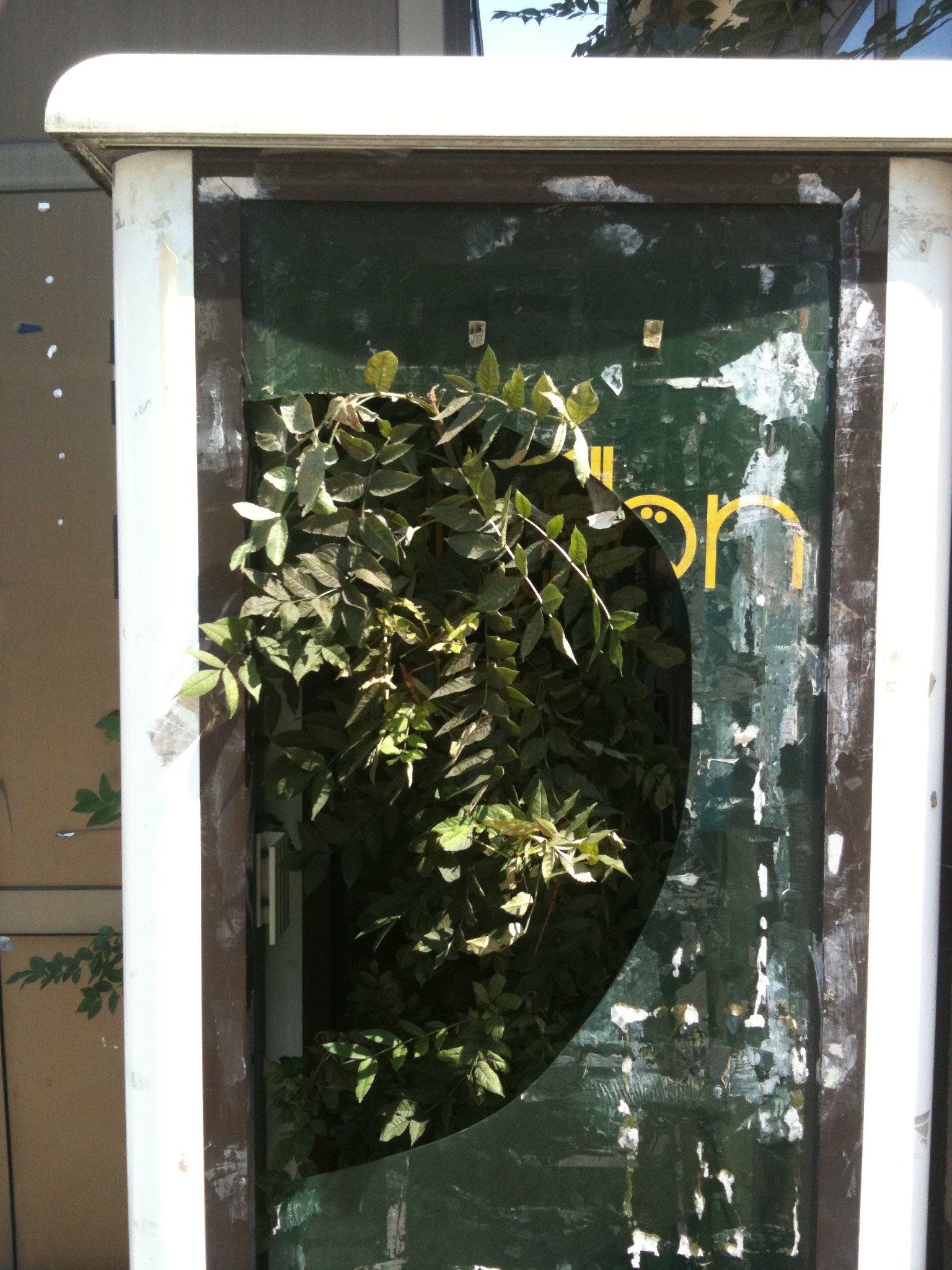 Bosanska palma u telefonskoj govornici II