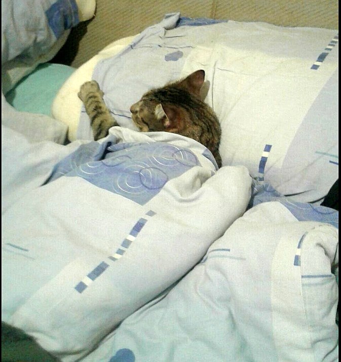 Ne diraj Cara dok odmara.jpg