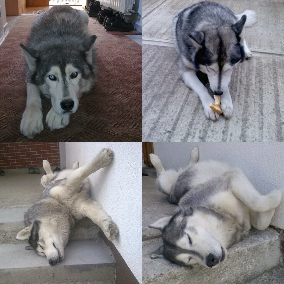 Pasiji život kućnog ljubimca