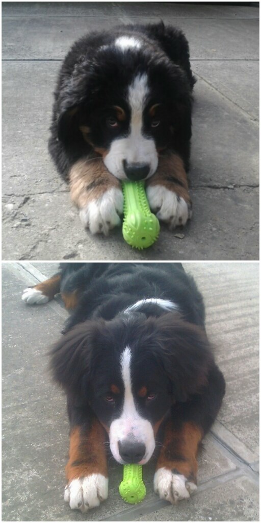 Ljubimac Bernie: Rastem, danas imam osam mjeseci.