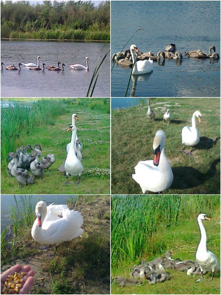 Labuđa obitelj na pikniku