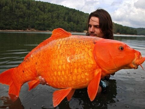 Ulovio zlatnu ribetinu