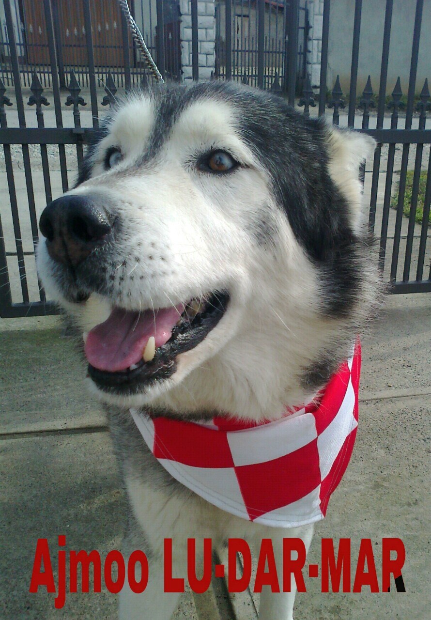 Luka - Darijo - Mario