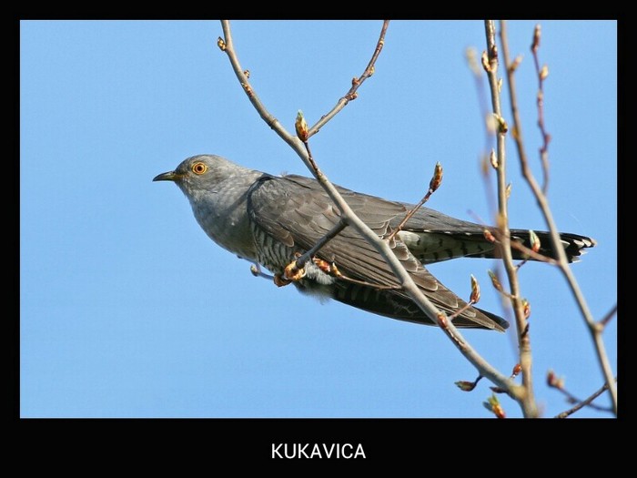 I JA KUKAM