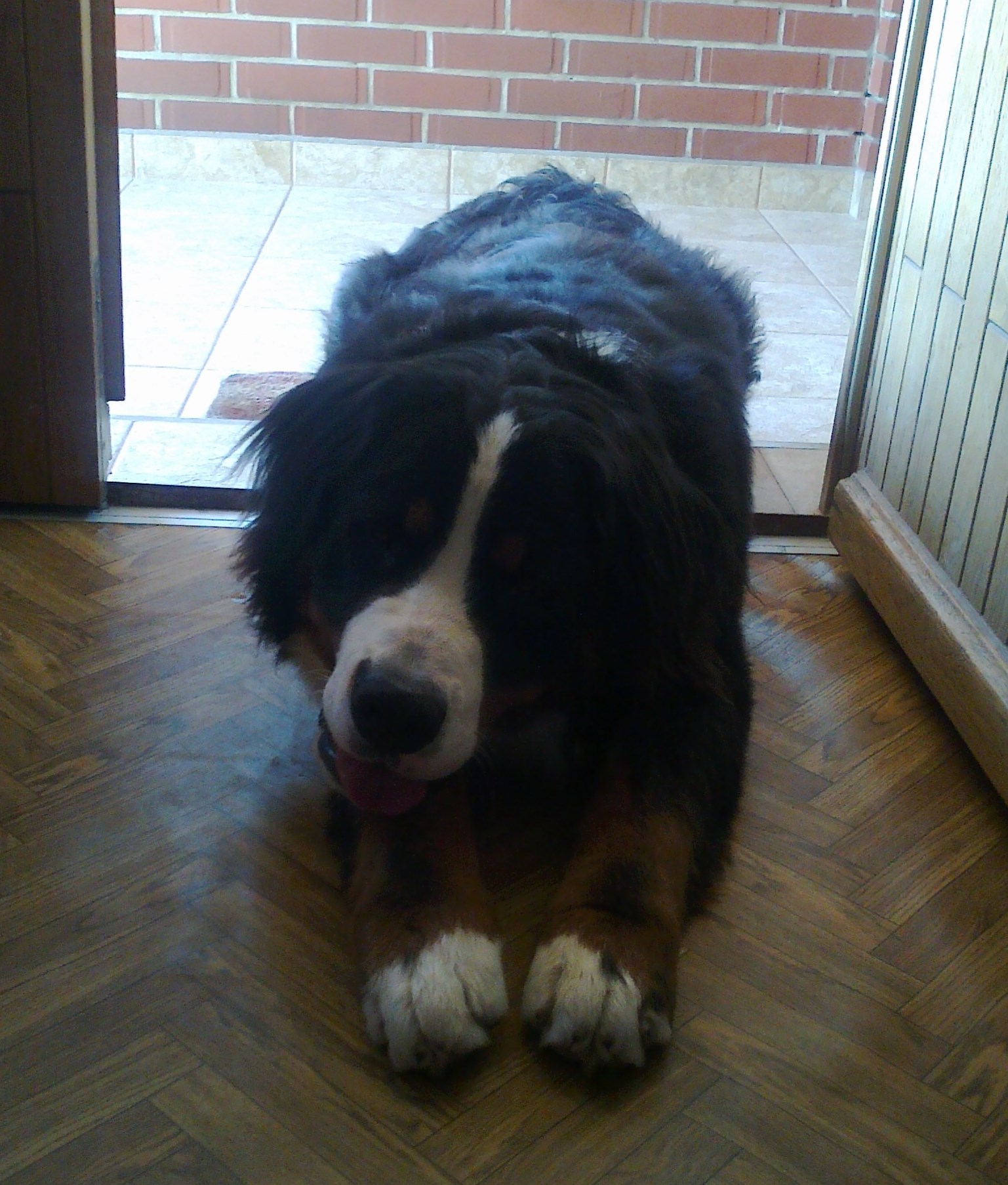 Ljubimac Bernie: A ti sad uđi ili izađi!