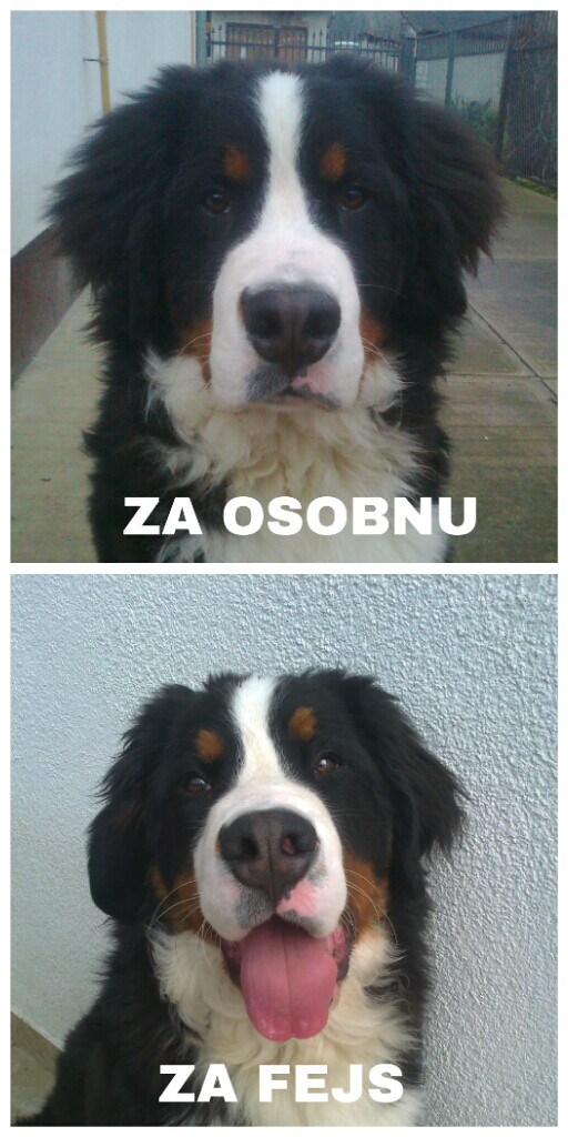 Ljubimac Bernie: Moje fotke