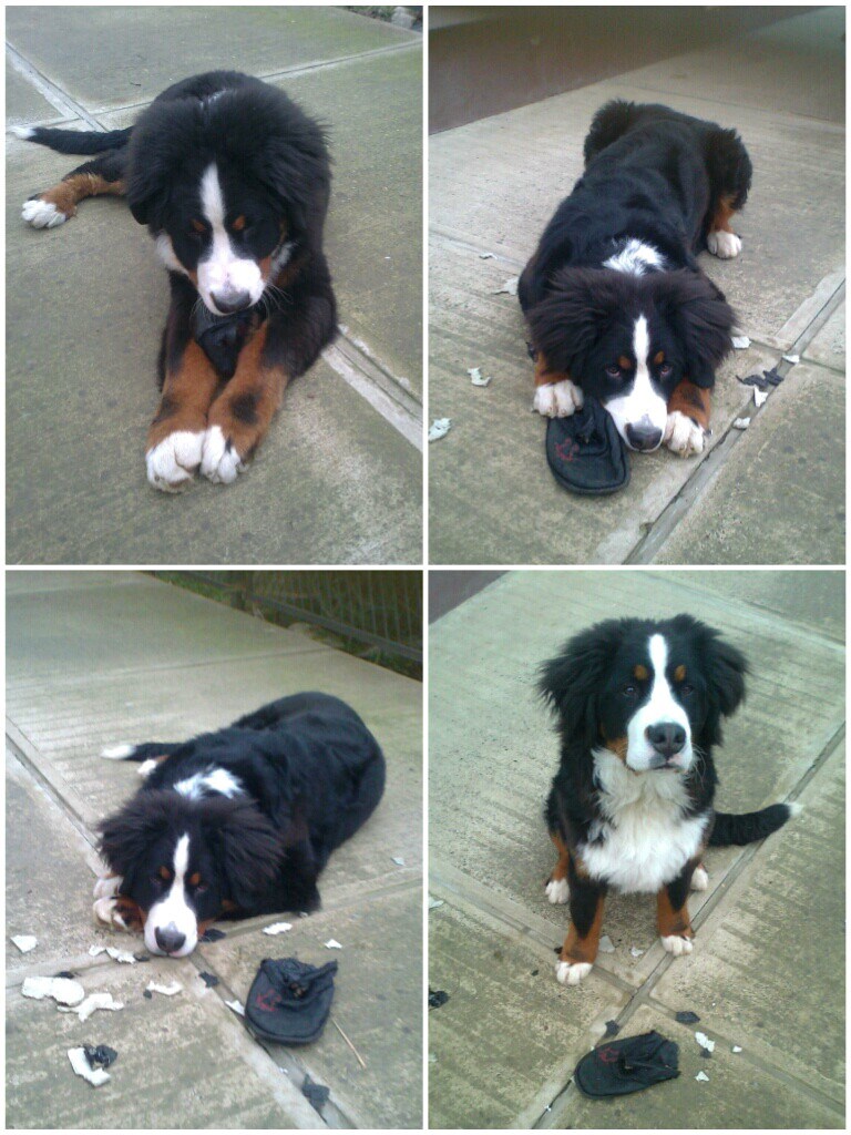 Ljubimac Bernie: Nisam ja pojeo papuču!