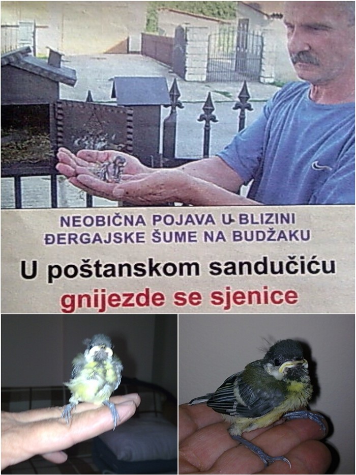 PISALO U NOVINAMA