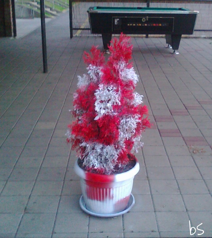 Navijačko ludilo