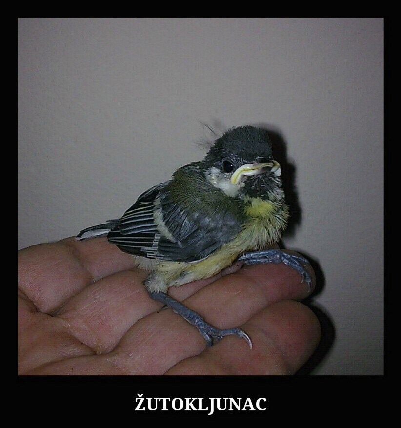 Sjenica koja je odrasla u poštanskom sandučiću